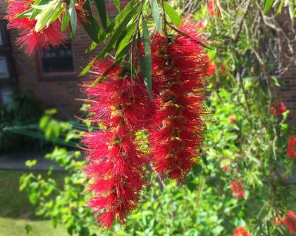 Callistemon viminalis