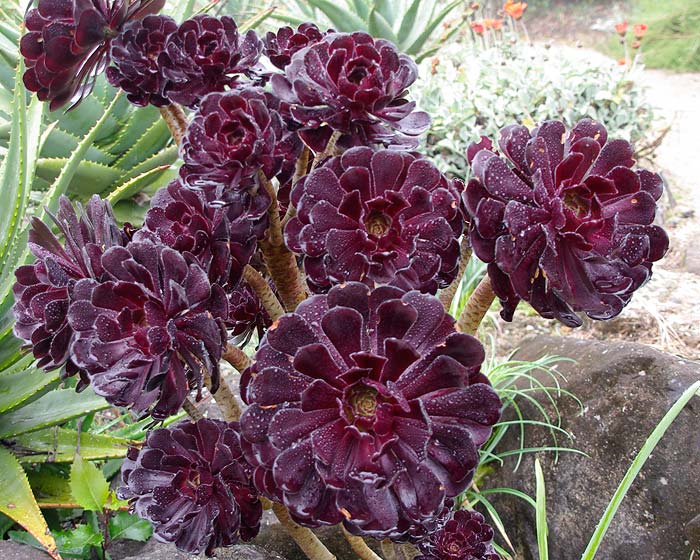 Aeonium arboreum syn. megalonium | GardensOnline