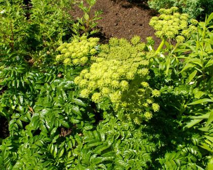 Angelica pachycarpa | GardensOnline