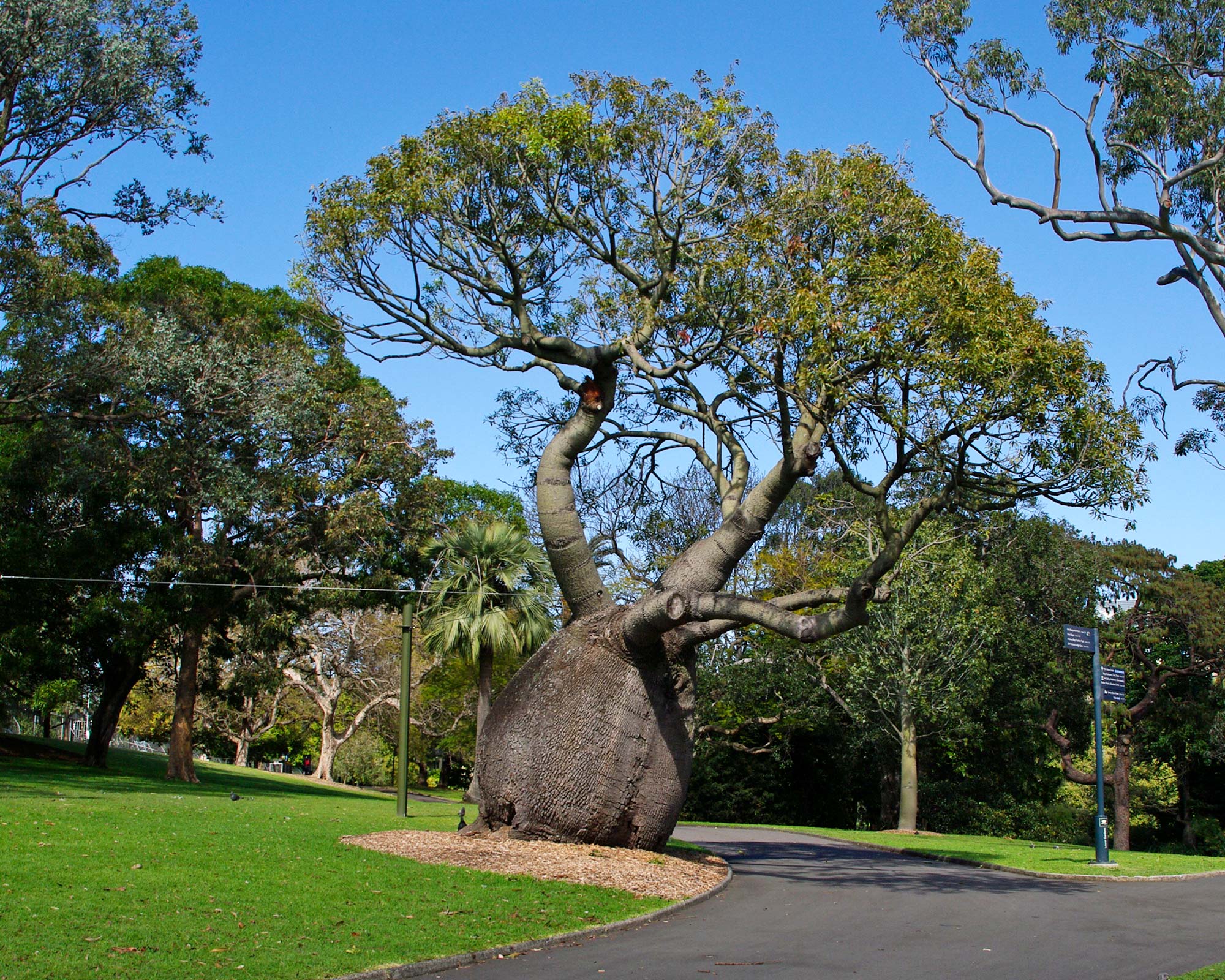 Brachychiton rupestris (Queensland Bottle Tree)