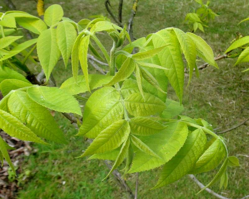 New leaves - Pecan Nut tree - Carya illinoinensis