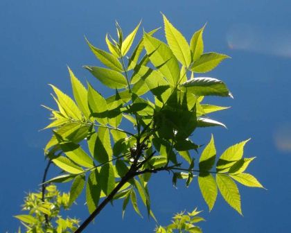 Carya illionensis, Pecan Nut Tree leaves