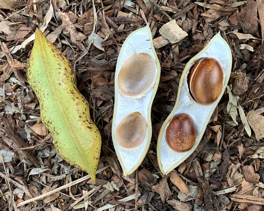 Moreton Bay Chestnut, Castanospermum australe - Large seed pods