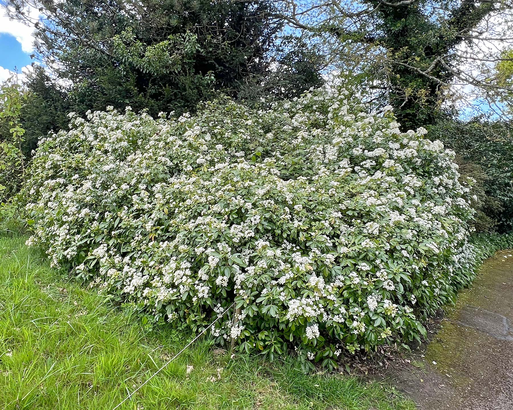 Choisya ternata - mass of scented white flowers in spring