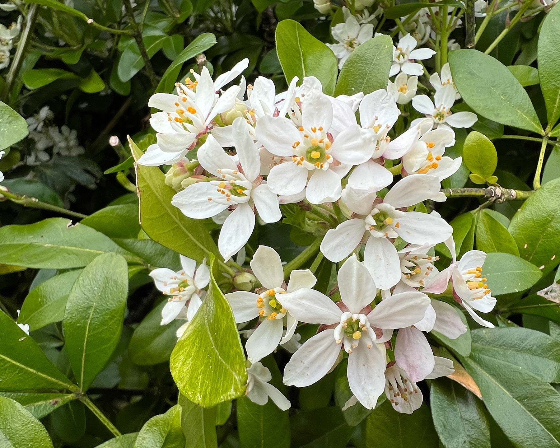 Clusters of white perfumed flowers in spring - Choisya ternata