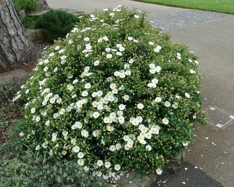 GardensOnline: Cistus salviifolius