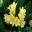 GardensOnline: Clivia miniata Yellow