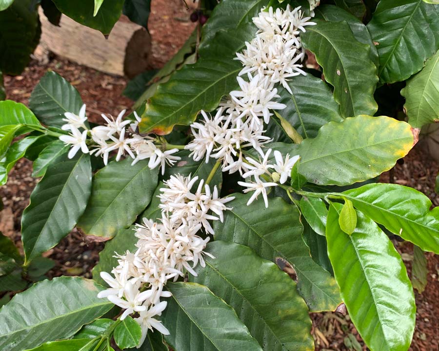 Coffea Arabica Gardensonline