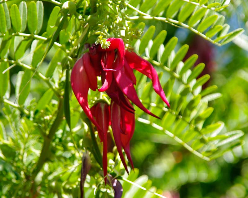 GardensOnline: Clianthus puniceus