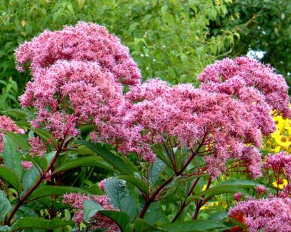 Eupatorium cannabinum  - photo Hedwig Storch