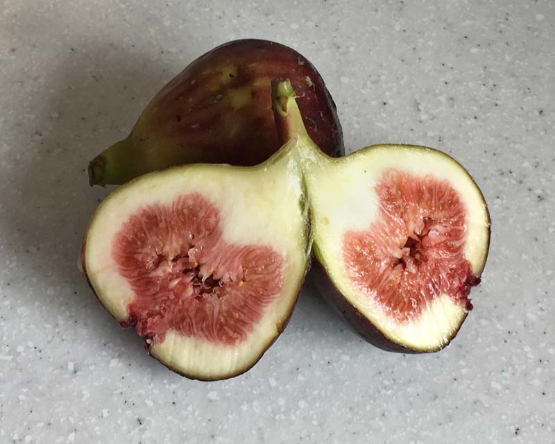 Common Fig -