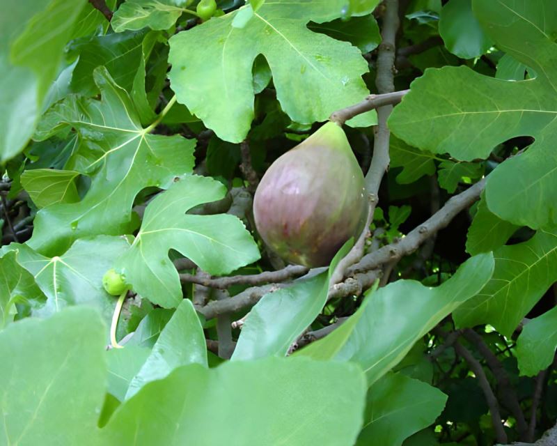 Ficus carica Black Genoa - the common fig - fruit turns purple and then black at it ripens