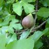 Ficus carica Black Genoa - the common fig - fruit turns purple and then black at it ripens