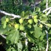 Ficus carica - young figs are green in colour