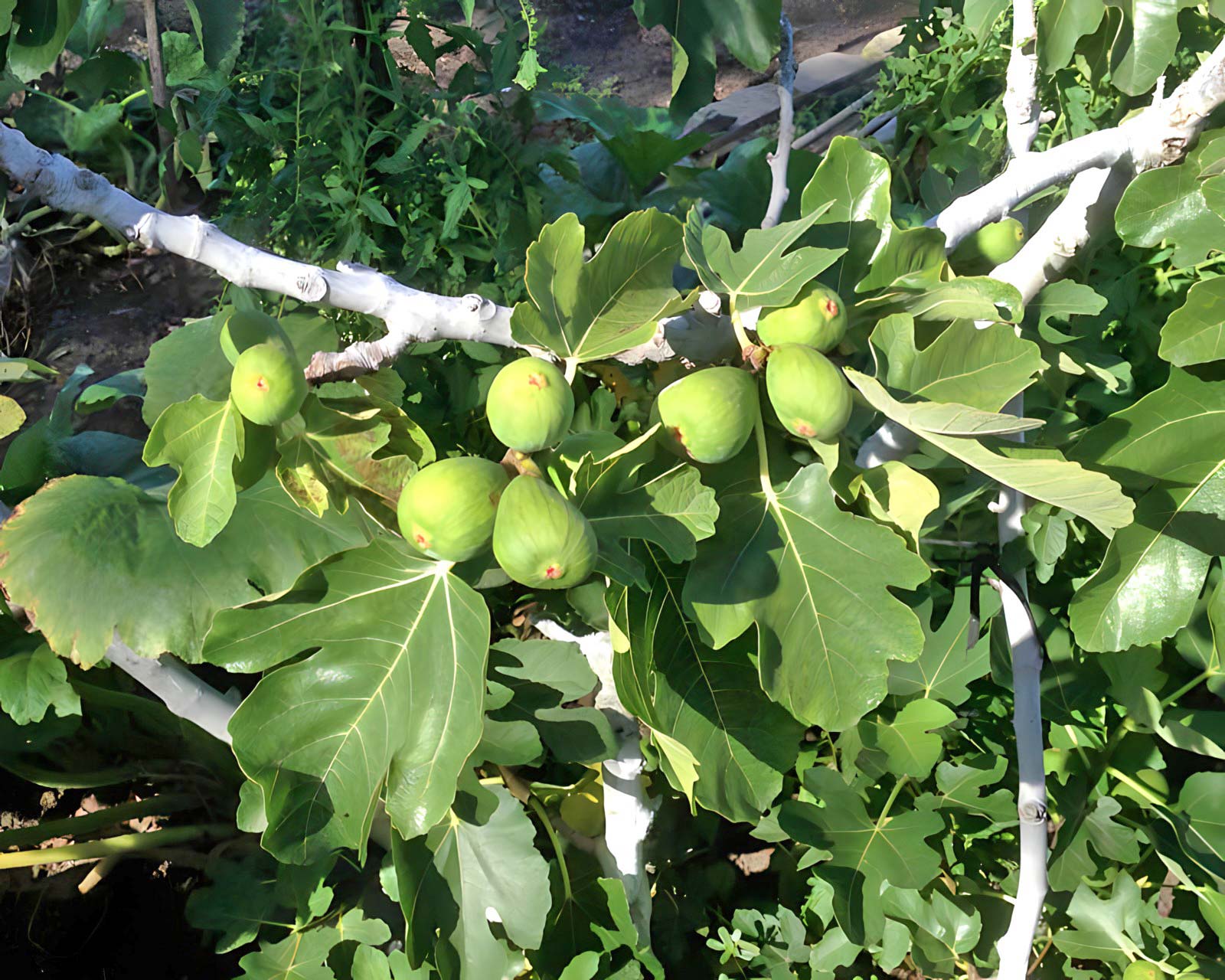 Ficus carica - young figs are green in colour