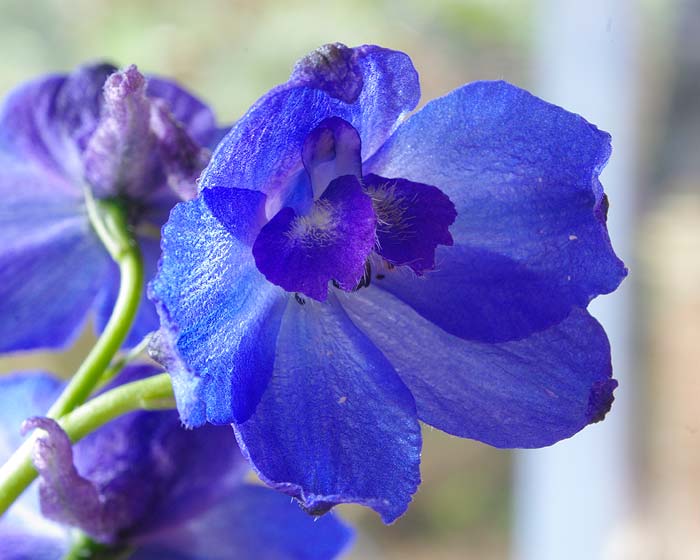 Delphinium belladonna group