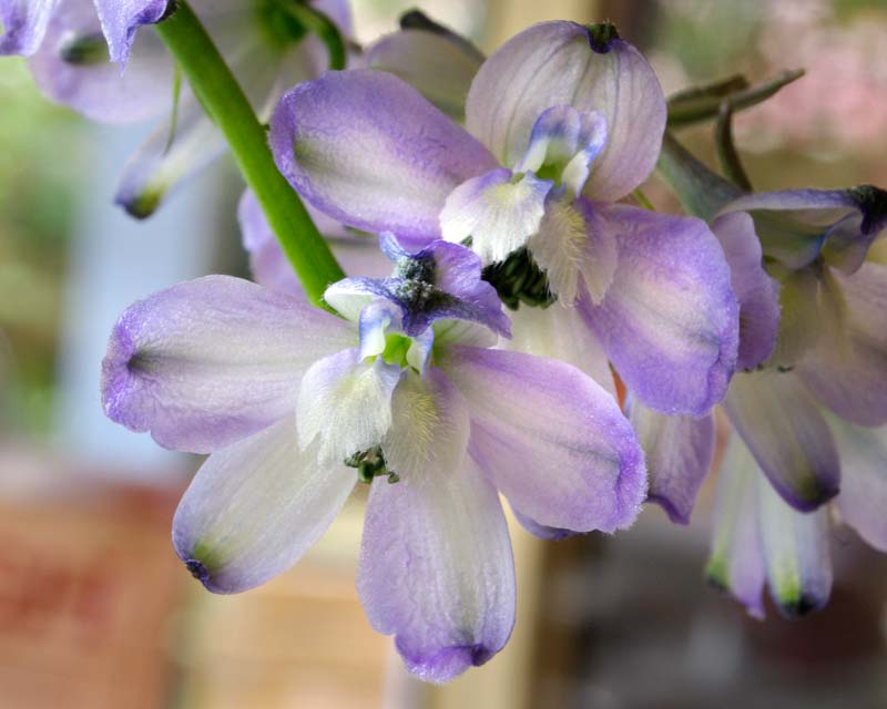 Delphinium belladonna group