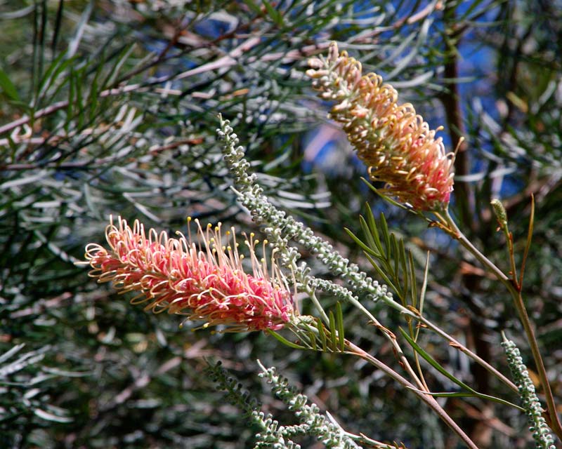 Grevillea 'Coconut Ice'