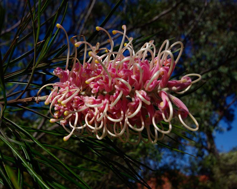 Grevillea 'Coconut Ice'