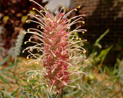 Grevillea 'Coconut Ice'