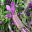 Lavandula stoechas subsp pedunculata Avonview | GardensOnline