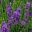 Lavandula angustifolia Munstead | GardensOnline