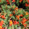 Leschenaultia formosa 'Ring of Fire'