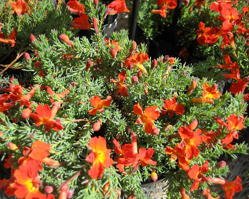 Leschenaultia formosa 'Ring of Fire'