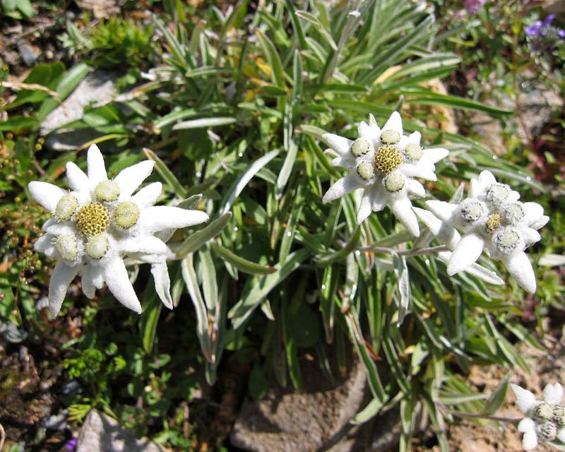 Leontopodium Alpinum Gardensonline