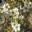 Leptospermum flavescens Cardwell | GardensOnline