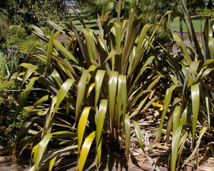 Phormium cookianum