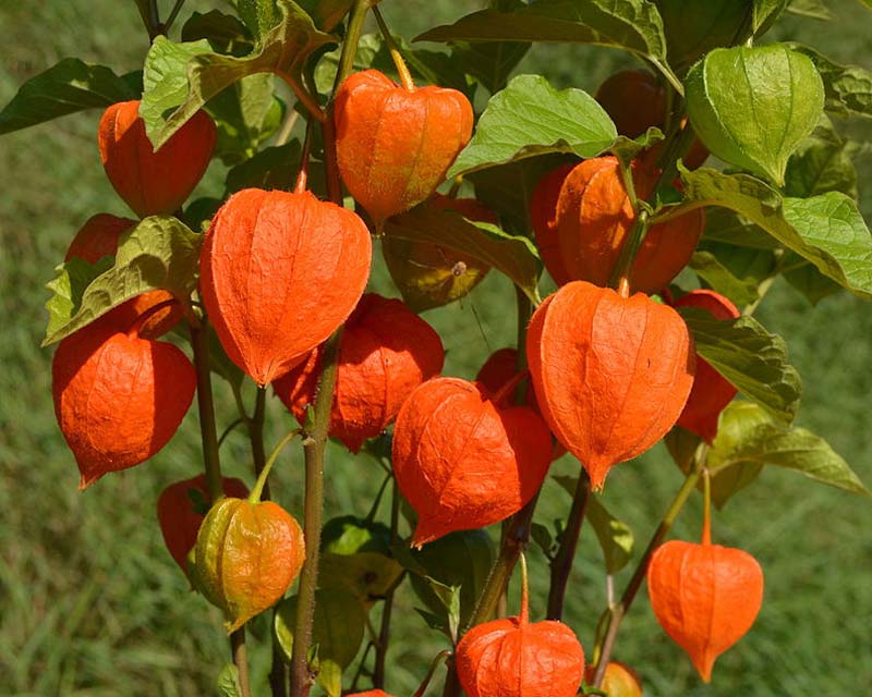 Chinese Lantern - Physalis alkekengi var Franchetii - bright orange calyxes resemble paper lanterns - photo Vogelfreund