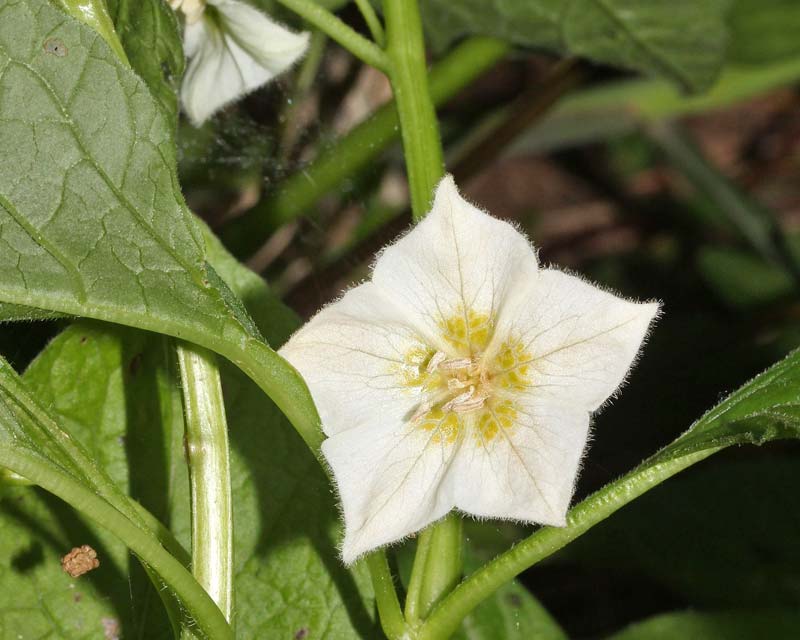 The white flowers of Physalis alkekengi var Franchetii - photo Alpsdake