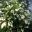 Pisonia umbellifera Variegata | GardensOnline