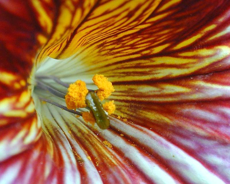 Salpiglossis sinuata