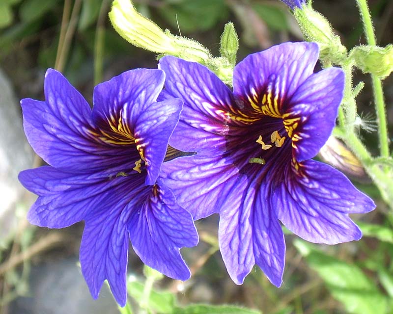 Salpiglossis sinuata - photo Milodon3