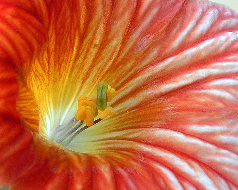 Salpiglossis sinuata