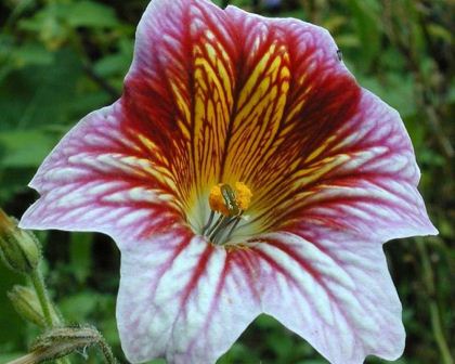 Salpiglossis sinuata