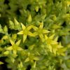 Sedum acre