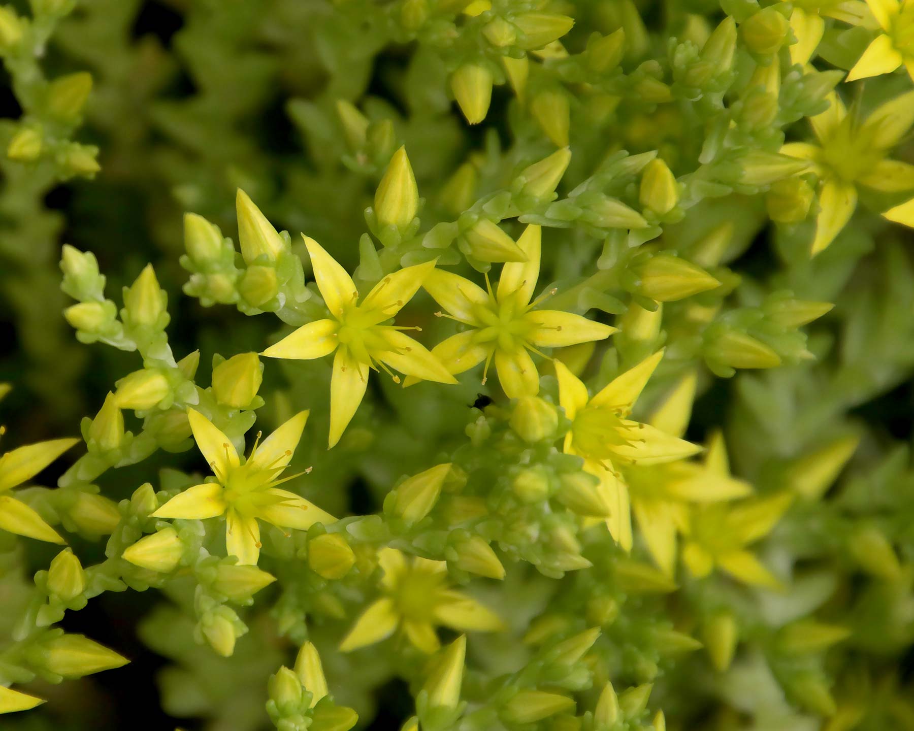 Sedum acre