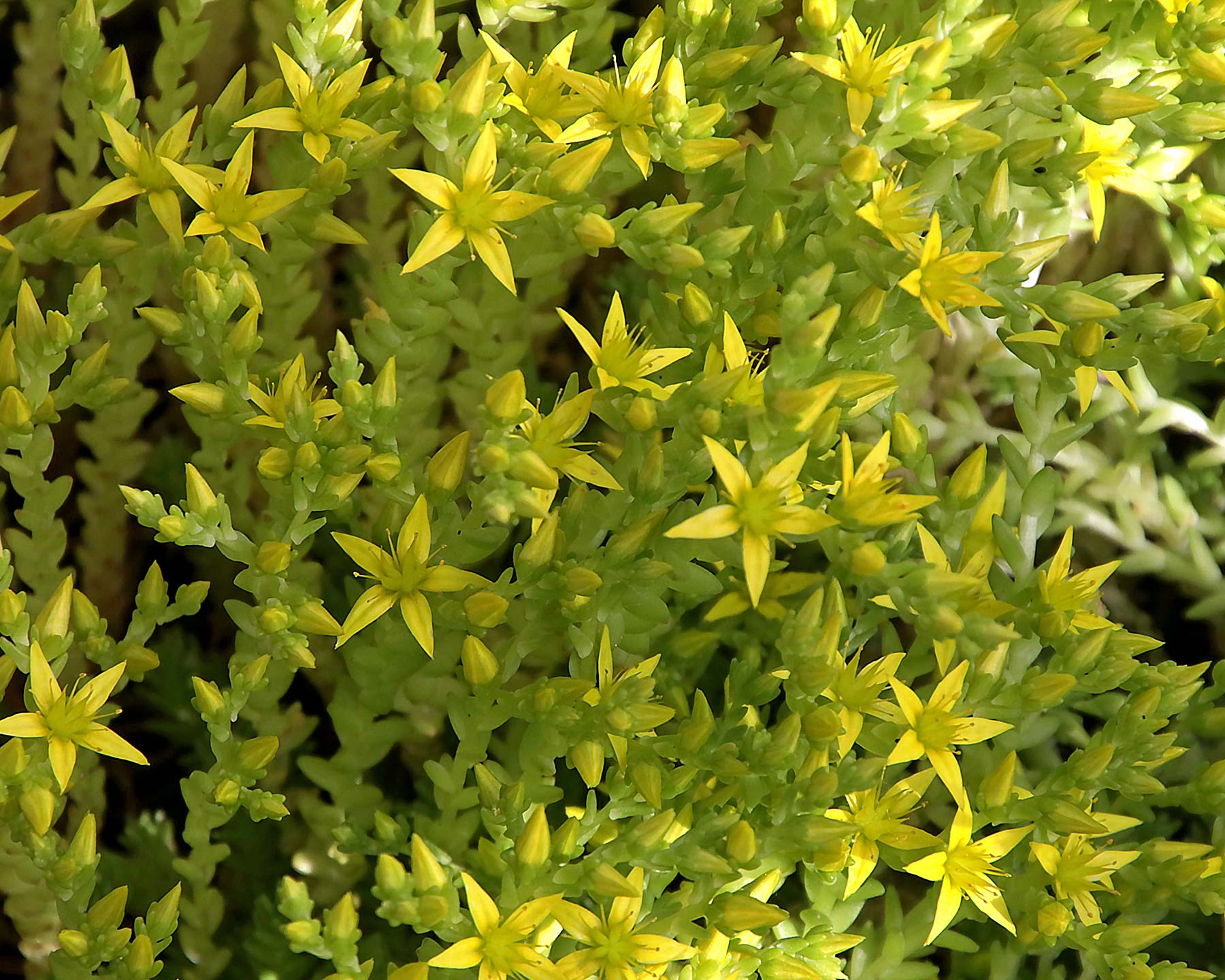 Sedum acre | GardensOnline