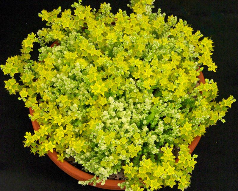 Sedum acre Golden Queen