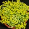 Sedum acre Golden Queen