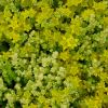 Sedum acre Golden Queen