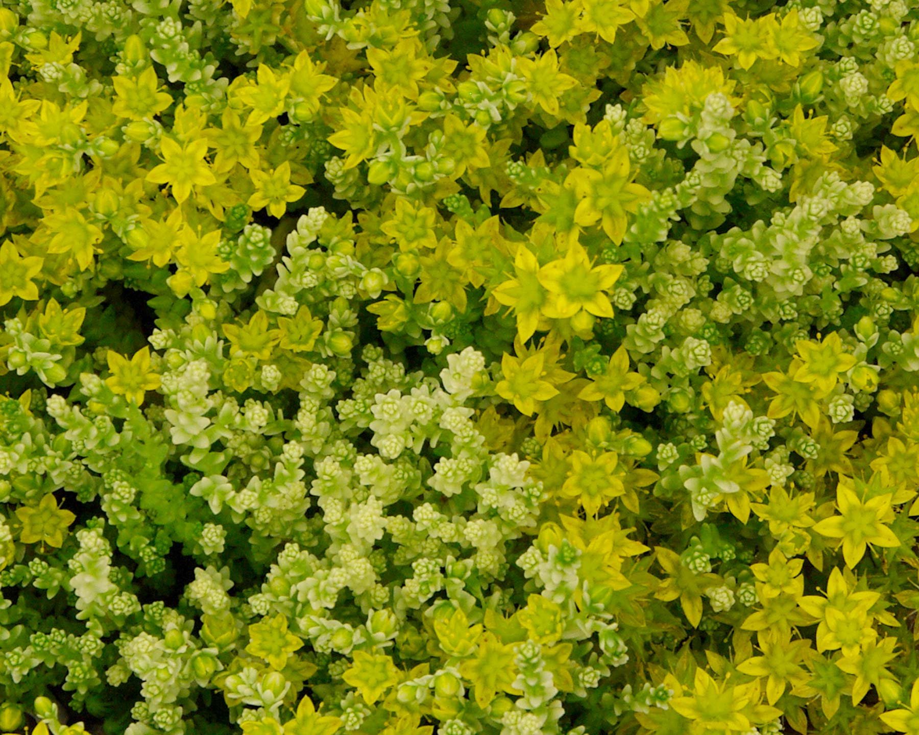 Sedum acre Golden Queen