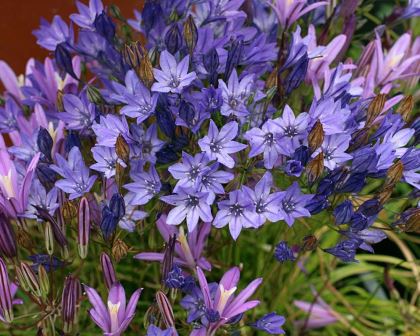 Triteleia laxa 'Queen Fabiola'