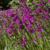 Lychnis viscaria