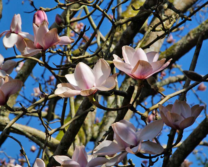 Magnolia x campbellii Alba