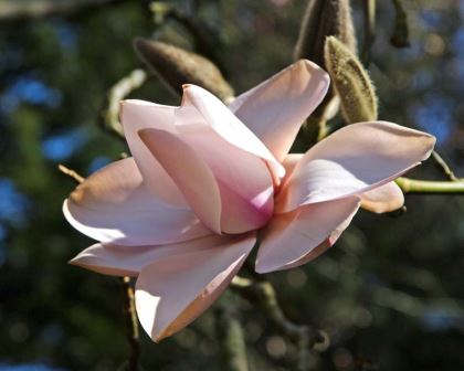 Magnolia x campbellii