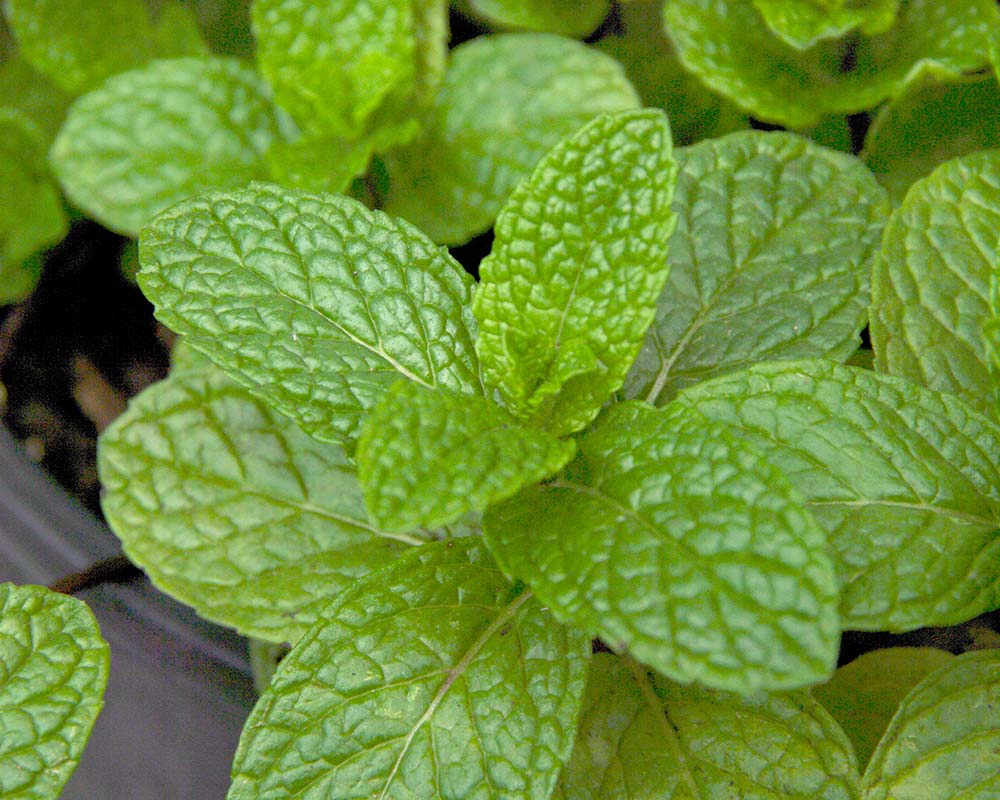 Mentha cordifolia - common mint